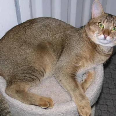 Macskák drága fajták