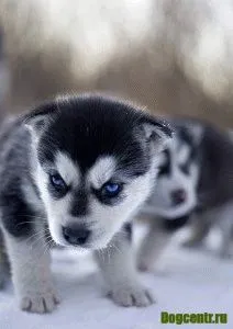 Hogyan Husky mondja Hogyan Husky mondja