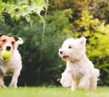 Terrier Kutya Terrier Kutya