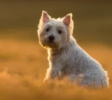 Terrier Kutya Terrier Kutya