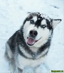Hogyan Husky mondja Hogyan Husky mondja