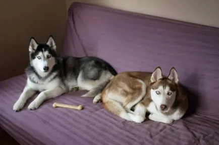 Hogyan Husky mondja Hogyan Husky mondja