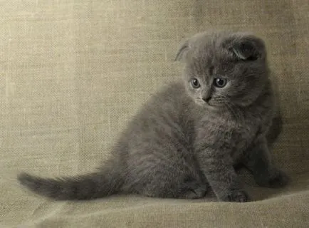 Fold macska képek Fold macska képek