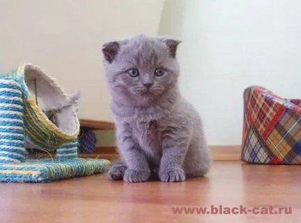 Fold macska képek Fold macska képek