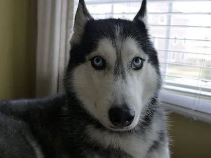 Hogyan Husky mondja Hogyan Husky mondja
