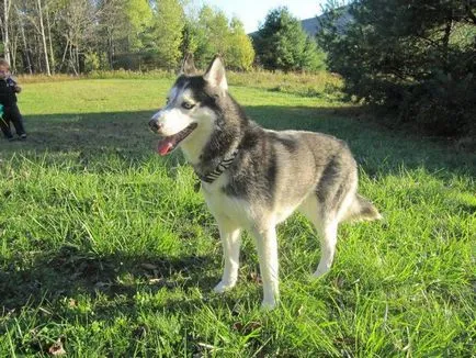 Hogyan Husky mondja Hogyan Husky mondja