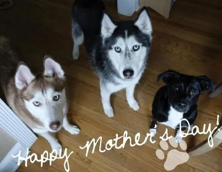 Hogyan Husky mondja Hogyan Husky mondja