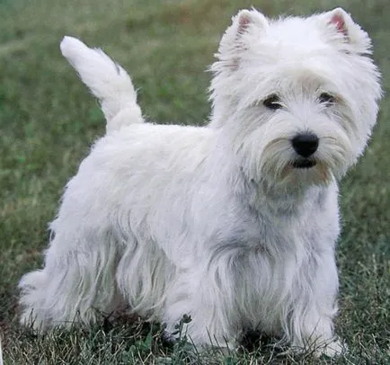 Terrier Kutya