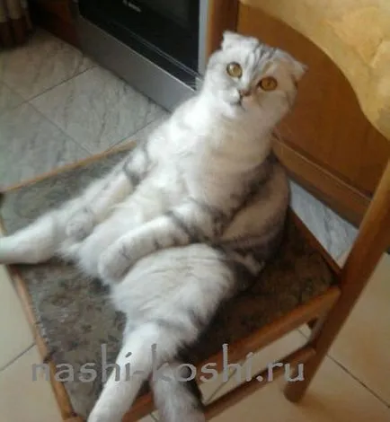 Fold macska képek Fold macska képek