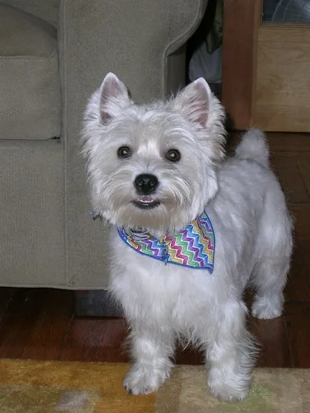 Terrier Kutya