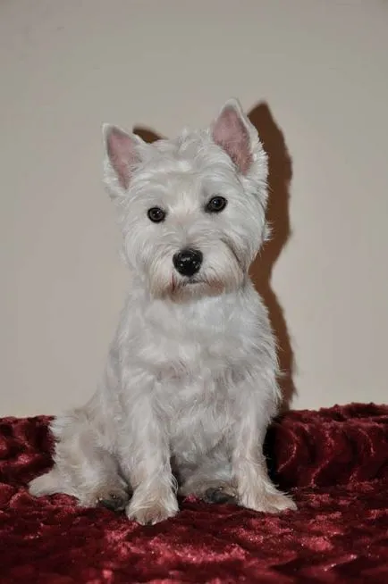 Terrier Kutya