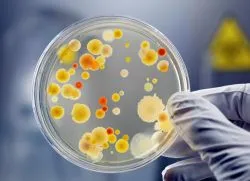 Staphylococcus aureus, mi ez
