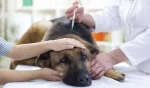 Mi a költsége euthanize egy kutya egy állatorvosi klinikán és otthon