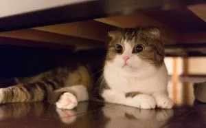 Scottish Fold - fajta leírás, betű, fotó, ár, karbantartása, helyén „bögre”