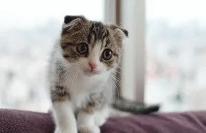 Scottish Fold - fajta leírás, betű, fotó, ár, karbantartása, helyén „bögre”