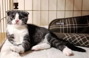 Scottish Fold - fajta leírás, betű, fotó, ár, karbantartása, helyén „bögre”
