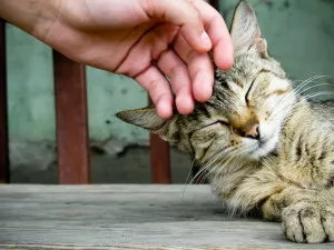 ivarzás időtartama a macska ivarzás időtartama a macska