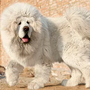 Kutya Tibettel