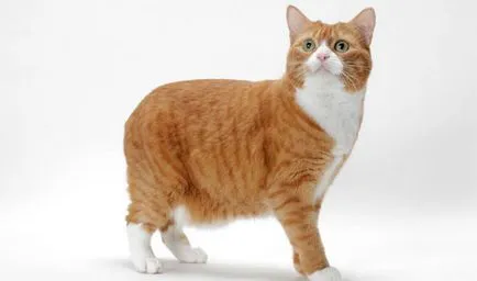 Macskák drága fajták Macskák drága fajták