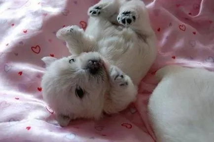 Terrier Kutya Terrier Kutya