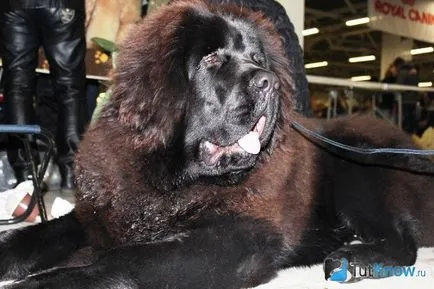 Kutya Tibettel
