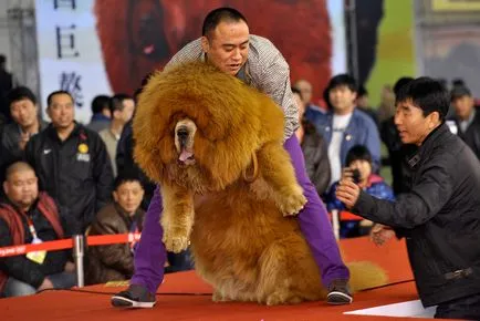 Kutya Tibettel