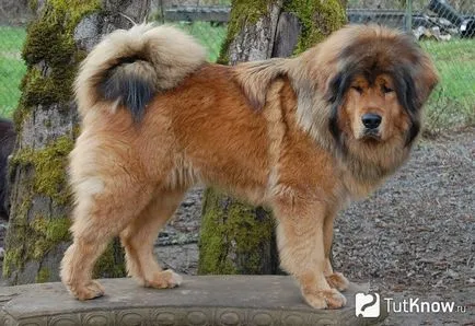 Kutya Tibettel