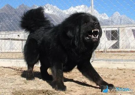 Kutya Tibettel