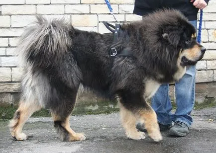 Kutya Tibettel