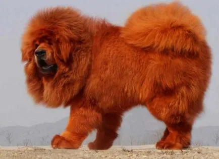 Kutya Tibettel