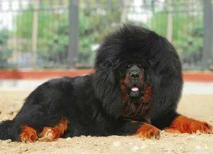 Kutya Tibettel