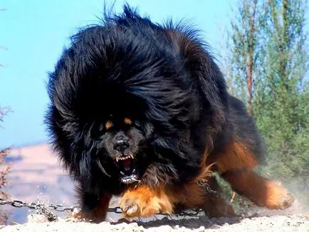 Kutya Tibettel