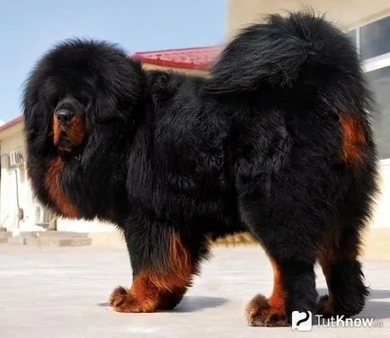 Kutya Tibettel