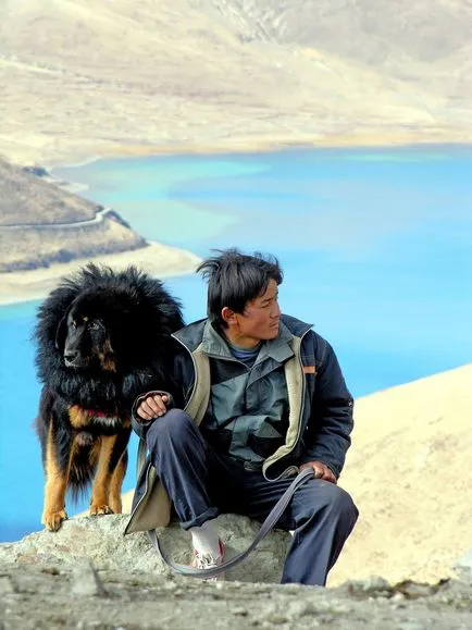 Kutya Tibettel
