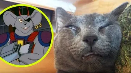 A macska és a macska részt A macska és a macska részt