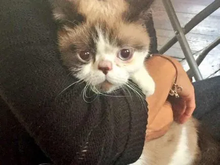 A macska és a macska részt A macska és a macska részt