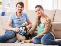 Nyakörvek és pórázok kutyáknak
