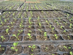 Hogyan növény Petunia Hogyan növény Petunia