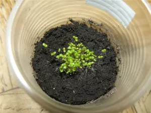 Hogyan növény Petunia Hogyan növény Petunia