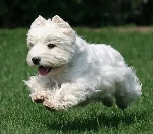 Terrier Kutya Terrier Kutya
