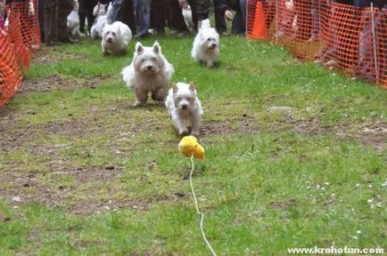 Terrier Kutya