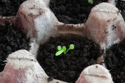 Hogyan növény Petunia