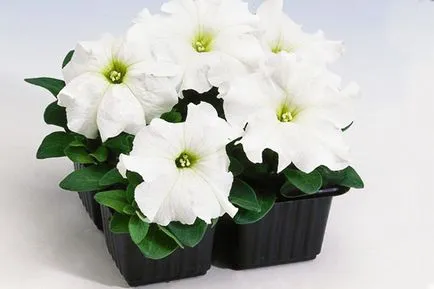 Hogyan növény Petunia