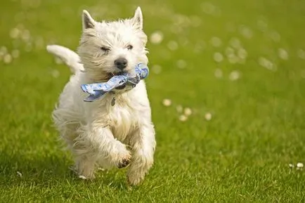 Terrier Kutya Terrier Kutya