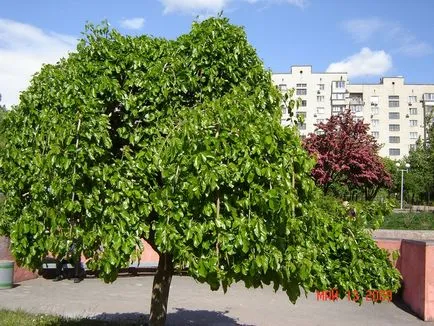 Milyen bogyó eperfa