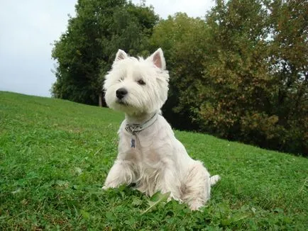 Terrier Kutya