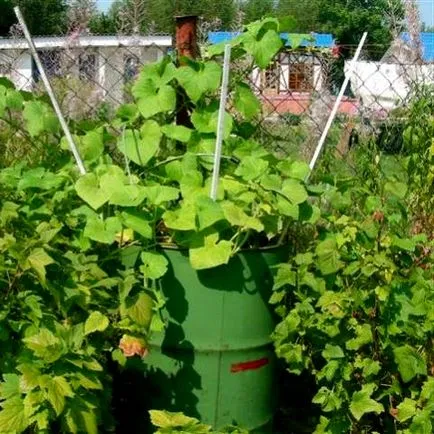 Hogyan növény uborka a hordóban
