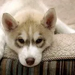 Hogyan Husky mondja Hogyan Husky mondja