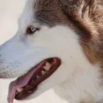 Hogyan Husky mondja Hogyan Husky mondja