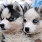 Hogyan Husky mondja Hogyan Husky mondja